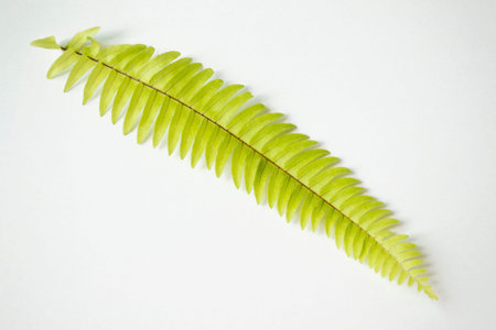 Fern leaf isolated on white backgroundの写真素材