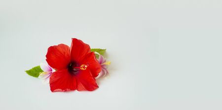 bright large flowers and buds of pink and white and red hibiscus with leaf isolated on white backgroundの写真素材