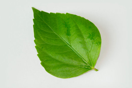 hibicus leaves isolated on a white background. Collection. Full depth of field.