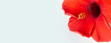 bright large flowers and buds of red hibiscus isolated on white backgroundの写真素材