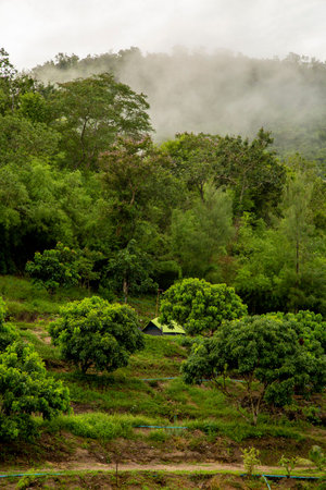 Single green tent In the great forests and valleys. view of the hills in suanpueng ratchaburi...