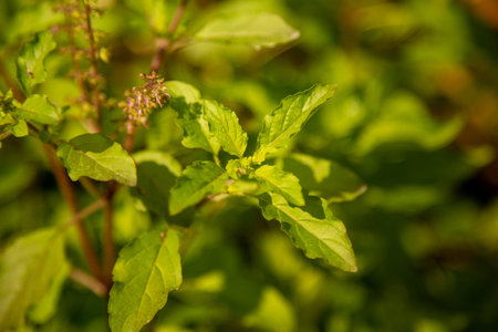 Close up Holy basil leaf with blurred leaves