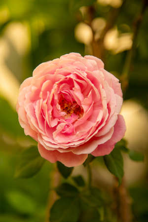 pink rose close-up on a green backgroundの写真素材