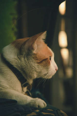Orange cat wearing a collar looking forwardの写真素材
