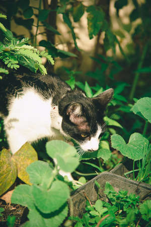 Black and white cat walking in the vegetable gardenの写真素材