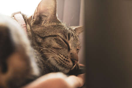 A cat wearing a collar sleeps during the day.の写真素材