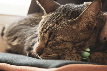 A cat wearing a collar sleeps during the day.の写真素材