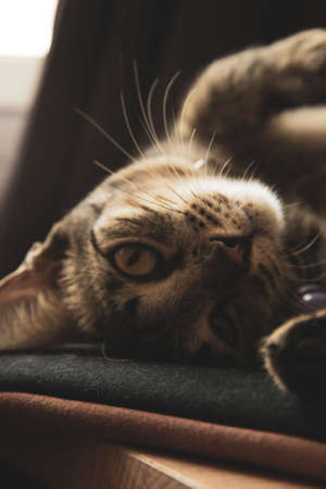 A cat wearing a collar sleeps during the day.の写真素材