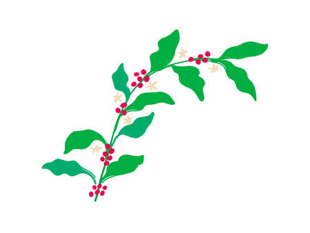 Vector of coffee tree branches with flower, leaves and beans. Botanical drawing, sketch. Line art design. Realistic nature style. Organic illustration. isolated on white background.のイラスト素材