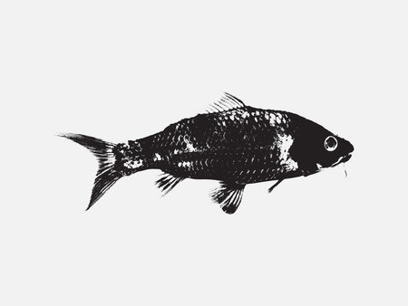 Fish vector illustration. Hand drawn sketch of a fish isolated on white background.
