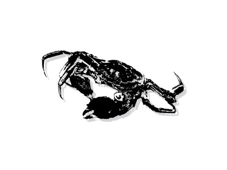 Crab silhouette isolated on white background. Black and white vector illustration.のイラスト素材