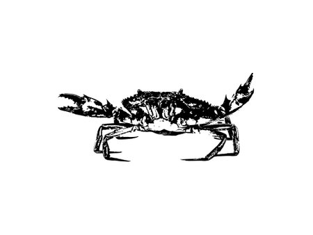 Illustration of a black and white crab on a white background.のイラスト素材