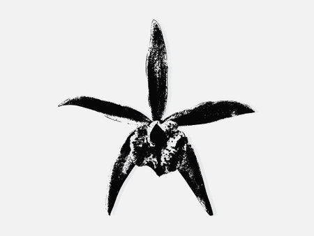 Flower engraving vector illustration. Scratch board style imitation. Black and white hand drawn image. llustrations for poster, background or card.のイラスト素材