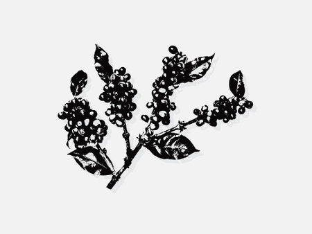Coffee Branch engraving vector illustration. Scratch board style imitation. Black and white hand drawn image. llustrations for poster, background or card.のイラスト素材