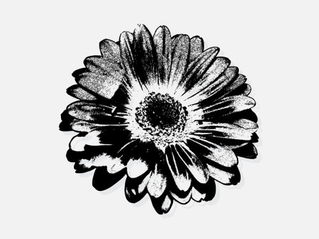 Flower engraving vector illustration. Scratch board style imitation. Black and white hand drawn image. llustrations for poster, background or card.のイラスト素材