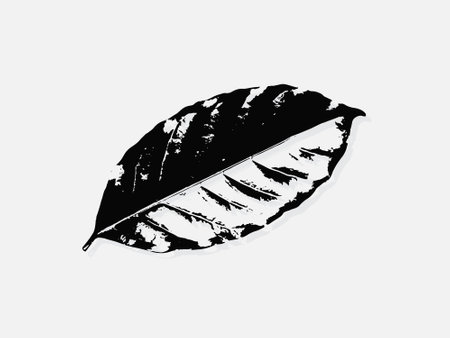Coffee leaf engraving vector illustration. Scratch board style imitation. Black and white hand drawn image. llustrations for poster, background or card.のイラスト素材