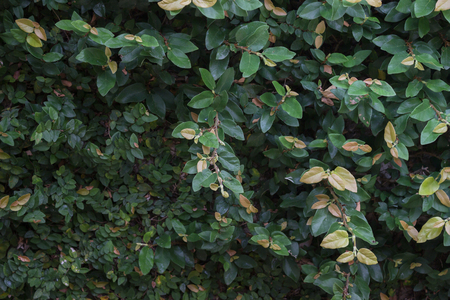 Wall of leaves ivy texture,stock photoの写真素材