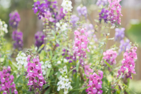 Multi-colored flowers in the gardenの写真素材