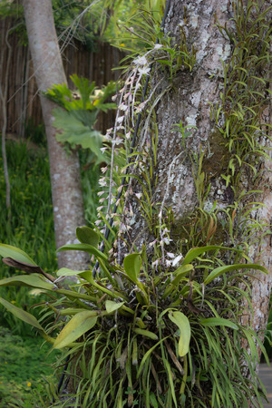 Orchid on the big treeの写真素材