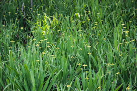 Grass with flowers and tree in the gardenの写真素材