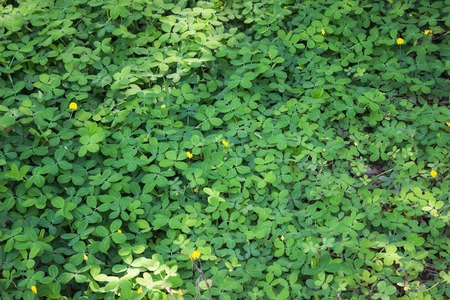 Grass with flowers and tree in the gardenの写真素材