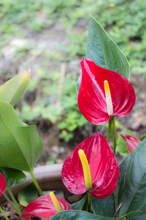 Red flowers and trees, plant in the garden, stock photoの写真素材