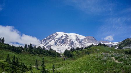 This is the picture of  Mount Rainier in the  in summer with blue sky.の写真素材