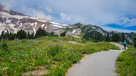 A hiker is hiking in the field at Deadhorse trail with Mount Rainier in the background, Washington.の写真素材