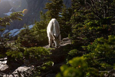 This is the picture of a mountain goat at Glacier National Park, Montana.の写真素材