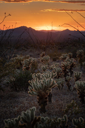 This is the picture of Jumping Cholla during Sunset at Saguaro National Park, Arizona, USA.
