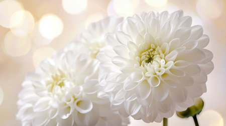 This enchanting image captures exquisite white flowers with soft petals, set against a blurred background of warm lights, creating a serene and elegant atmosphere.の素材