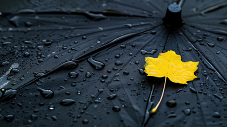 A detailed close-up captures a wet black umbrella adorned with a single vibrant yellow maple leaf, enhanced by glistening raindrops, evoking autumn's beauty.の素材