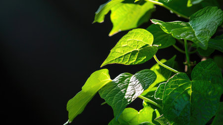 This close-up image captures lush green leaves illuminated by natural light against a dark background, showcasing intricate textures and details.の素材