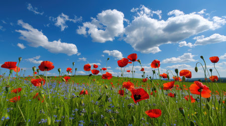 A picturesque scene showcasing a vibrant field filled with bright red poppies, set against a stunning blue sky adorned with fluffy white clouds.の素材
