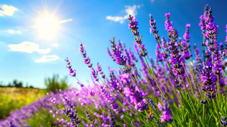 A stunning view of vibrant lavender fields elegantly swaying under a bright blue sky, basking in warm sunlight, capturing the essence of nature's beauty.の素材