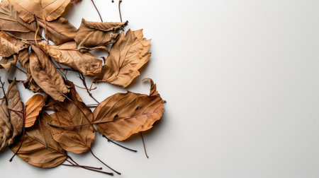 A captivating arrangement of dry leaves on a clean white surface, highlighting the intricate textures and colors of nature in a minimalist design.の素材