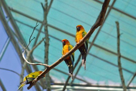 sleepy orange sun conure parrot on a tree branchの写真素材