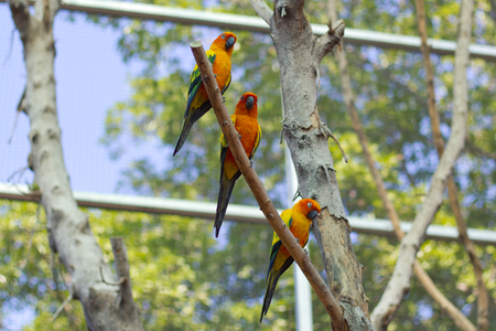 sleepy orange sun conure parrot on a tree branchの写真素材