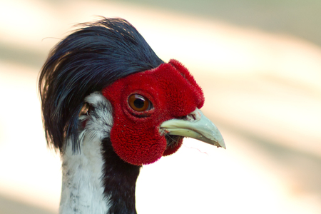 close up silver pheasant headの写真素材