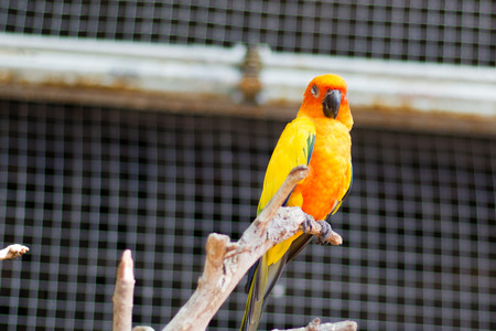 sleepy orange sun conure parrot on a tree branch