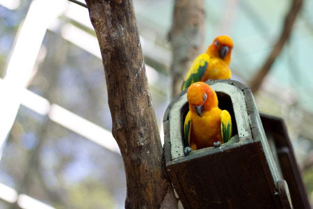 sleepy orange sun conure parrot on a tree branchの写真素材