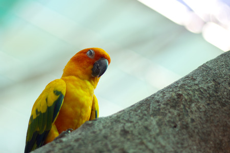 sleepy orange sun conure parrot on a tree branch