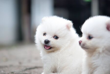 portrait of a white Pomeranian puppyの写真素材