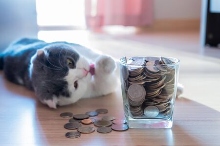 Coins in money jar saving money concept with scottish fold cat background