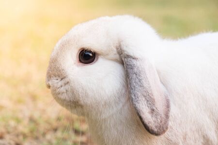 close up white rabbit in grass, morning lightの写真素材