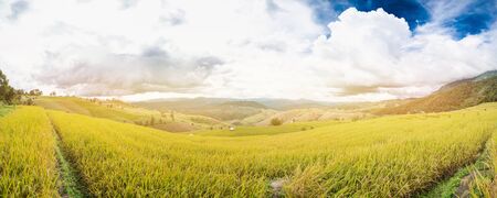 Panorama of terrest Rice field, Chiangmai Thailandの写真素材