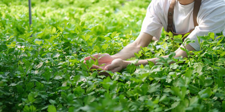 Close-up of Farmer hand holding green parsley in greenhouse. Man walking in in greenhouse, touching of parsley his hands. Agricultural businessの写真素材
