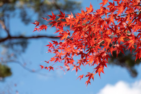 Red Maple Leaves Against Clear Blue Sky in Autumnの写真素材