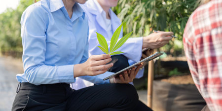 Researching cannabis cultivation techniques in greenhouse settings a comprehensive study on growth and yieldの写真素材