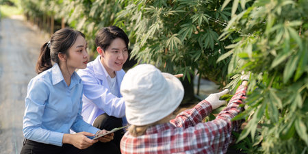 Researching cannabis cultivation techniques outdoor greenhouse educational content agricultural environment close up viewpointの写真素材